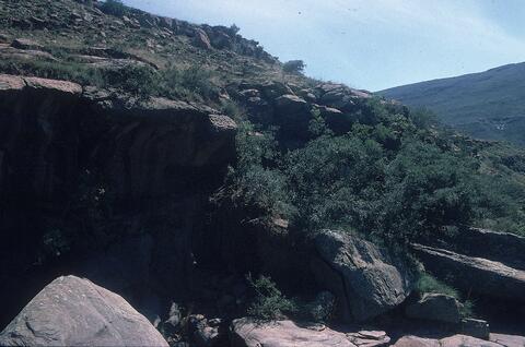 Open original Digitaal object