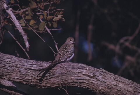 Open original Digital object