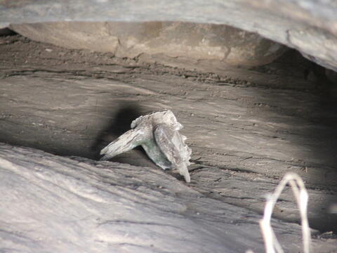 Open original Digital object