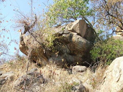 Open original Digital object