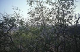 CNK MLI UDI13 7