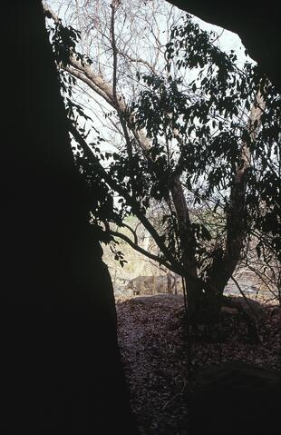Open original Digital object