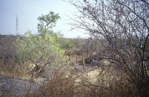 Open original Digital object