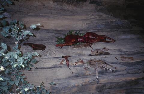 Open original Digital object