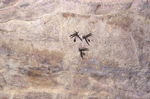 Open original Digital object