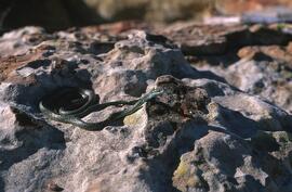 RARI EEC RSA TIG13 51