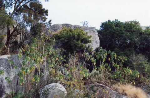 Open original Digital object