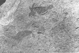 HRO 03 25P