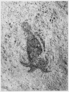 HRO 03 27P