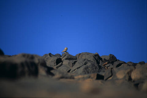 Open original Digitaal object