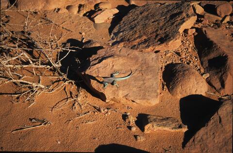 Open original Digital object