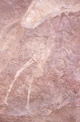 RARI LEE RSA UTY1 22