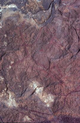 RARI LEE RSA CHR1 85