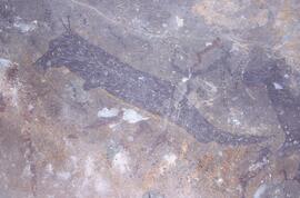 RARI LEE RSA SCR1 25