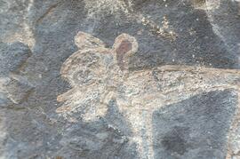 RARI LEE RSA CUL1 29