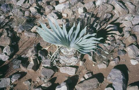 Open original Digitaal object