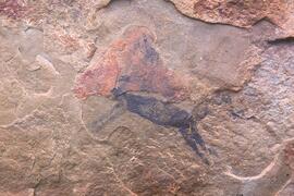 RARI LEE RSA FUE2 22