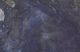 RARI LEE RSA WNT1 23