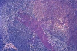 RARI LEE RSA TEP1 17