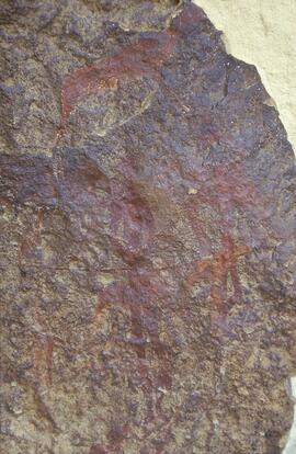 RARI LEE RSA NOD1 20