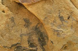 RARI LEE RSA FOB1 19