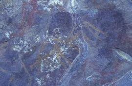 RARI LEE RSA NAU1 31