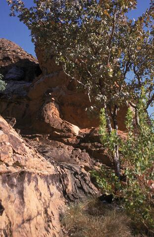 Open original Digital object