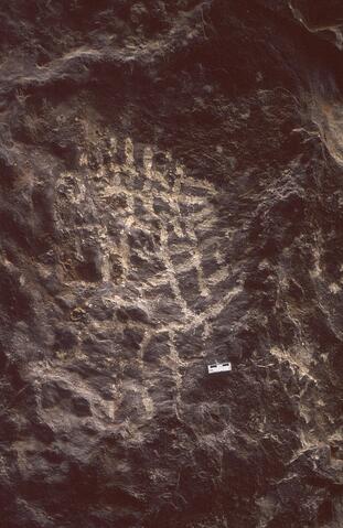 Open original Digitaal object