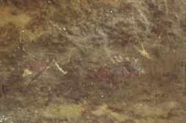 NASMUS RSA PLB1 13