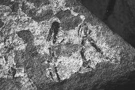 NMSA 03 175P