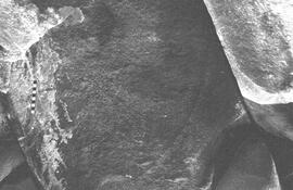 NMSA 03 2524P