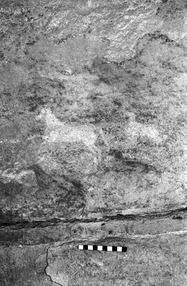 NMSA 03 4443P