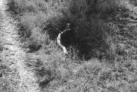 NMSA 03 753P