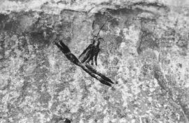 NMSA 03 5043P