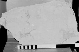 NMSA 03 7131N