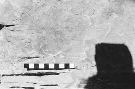 NMSA 03 2242P