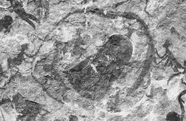 NMSA 03 7866P