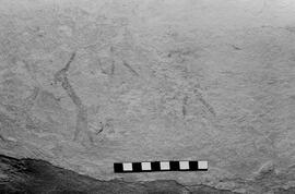 NMSA 03 5646P