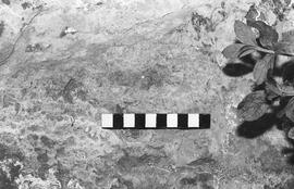 NMSA 03 1436P