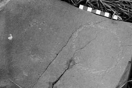 NMSA 03 7447P