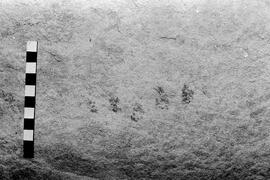 NMSA 03 6433P