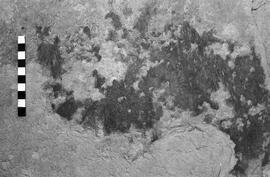 NMSA 03 4253P
