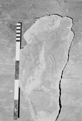 NMSA 03 7138N