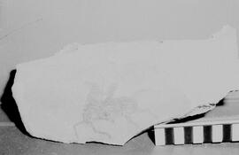 NMSA 03 7076N