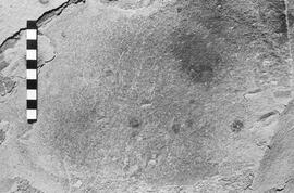 NMSA 03 2657P