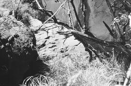NMSA 03 1856P