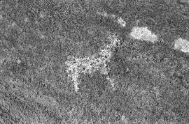 NMSA 03 46N