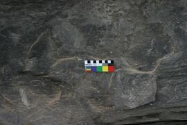 NMSA RSA ZWB2 8D