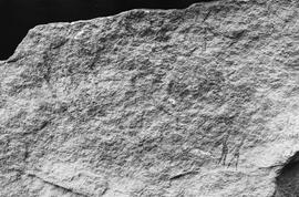 NMSA 03 8430P