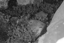 NMSA 03 4705P